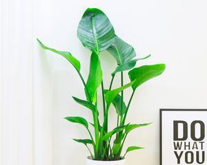 绿植天堂鸟室内养护可行吗？需要注意什么？