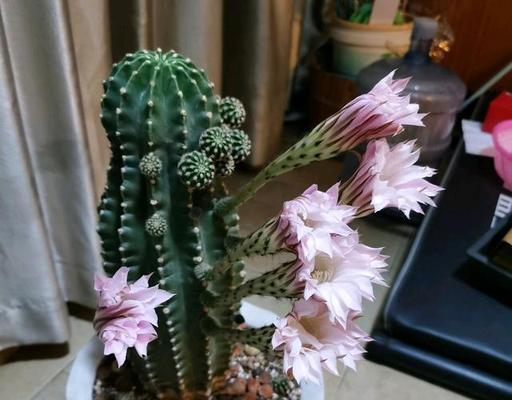 家里仙人球开花代表什么？仙人球开花的寓意有哪些？