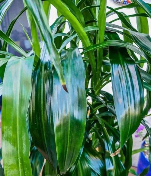 绿植叶尖发黑怎么办？如何预防和处理植物常见问题？