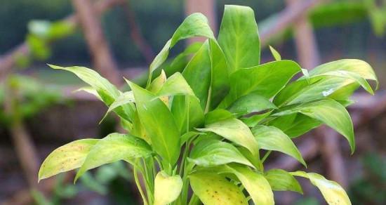 绿植叶尖发黑怎么办？如何预防和处理植物常见问题？
