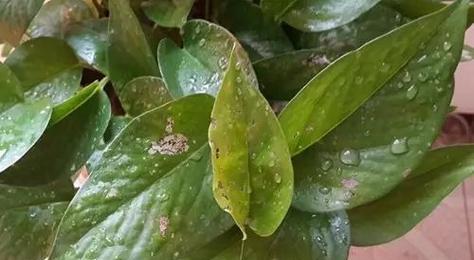 绿植叶片发黄是什么原因？如何处理？