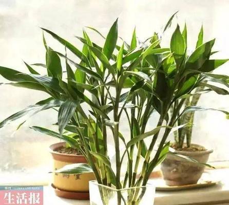 绿植移盆后需要浇水吗？移盆后浇水的正确时机是什么？