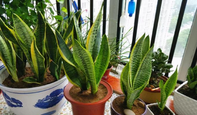 绿植移盆后需要浇水吗？移盆后浇水的正确时机是什么？