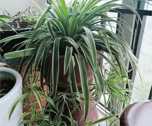 绿植移盆后需要浇水吗？移盆后浇水的正确时机是什么？