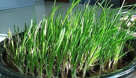 绿植用什么肥料最好？如何根据植物类型选择合适的肥料？