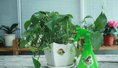 绿植用什么肥料最好？如何根据植物类型选择合适的肥料？