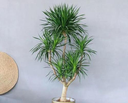 绿植有哪些品种？如何选择适合自己的室内植物？