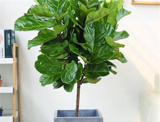 绿植有哪些品种？如何选择适合自己的室内植物？