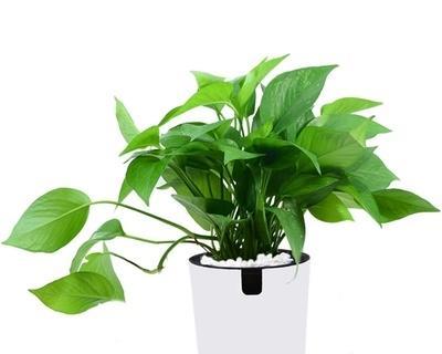 绿植有哪些品种？如何选择适合自己的室内植物？