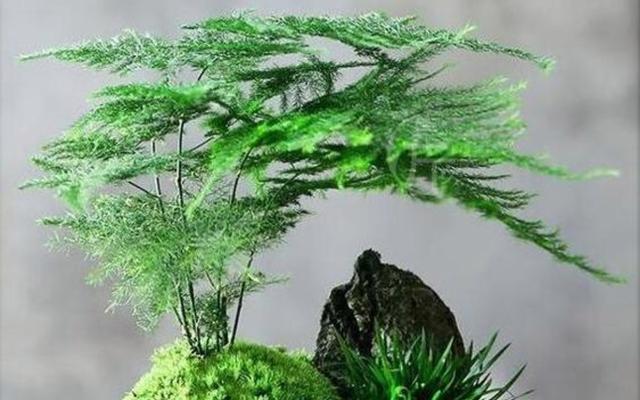 绿竹养护技巧有哪些？如何使其生长更旺盛？