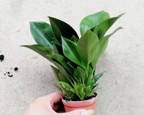 绿钻养殖需要注意什么？如何正确养殖绿钻？