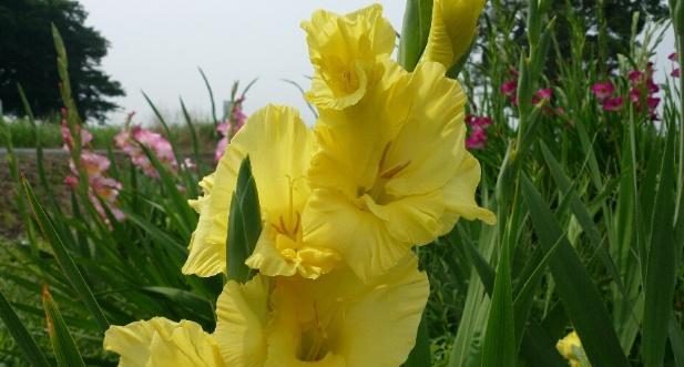 剑兰花的寓意和花语是什么？如何正确理解剑兰花的象征意义？