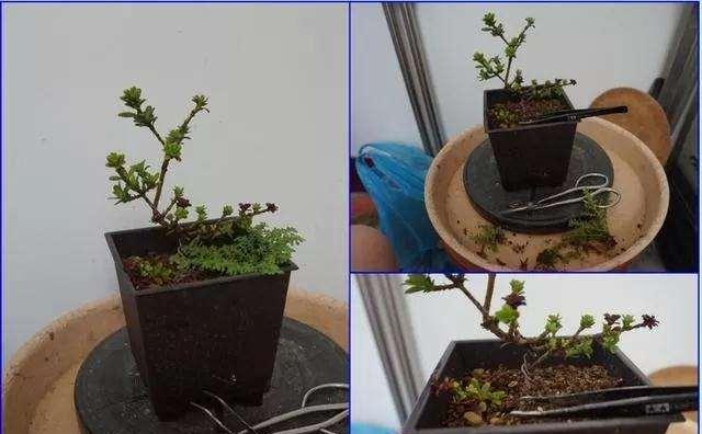绿钻多久浇一次水？如何正确养护绿钻植物？