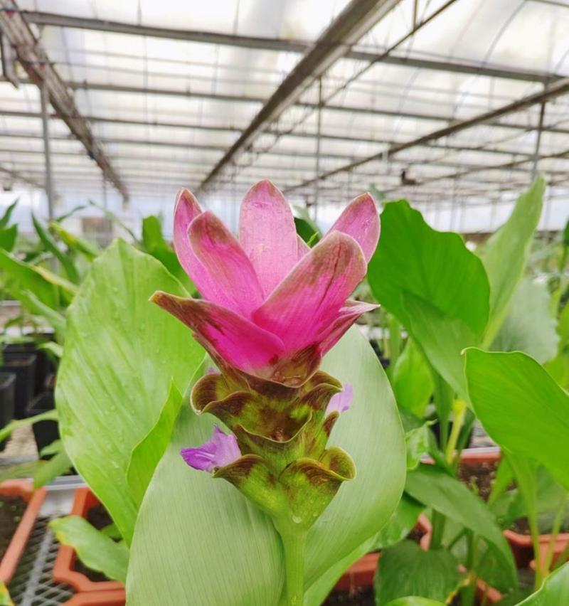姜荷花的花语象征什么？关于姜荷花的传说有哪些？