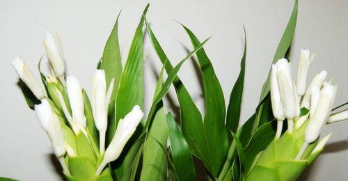 姜花的花语是什么？如何用姜花表达情感？