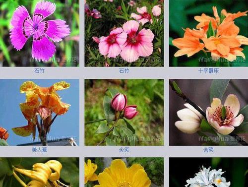 绿钻花多久开花一次？如何正确养护以促进开花？