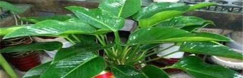 绿钻花多久开花一次？如何正确养护以促进开花？