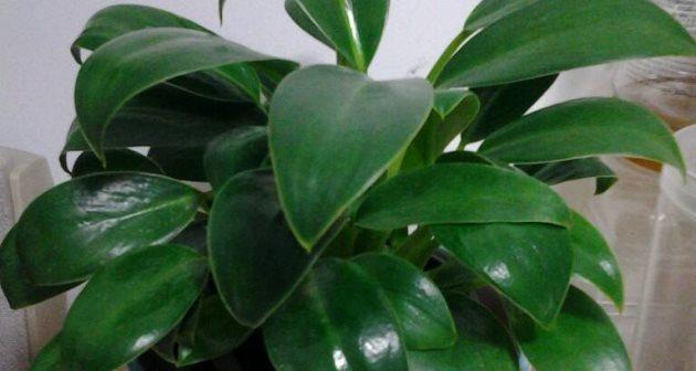 绿钻花叶子下垂怎么办？如何正确处理和恢复？