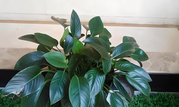 绿钻花分盆技巧是什么？如何操作才能保证高成活率？