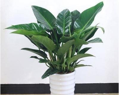 绿钻浇水频率如何随季节变化？春夏秋冬浇水指南是什么？