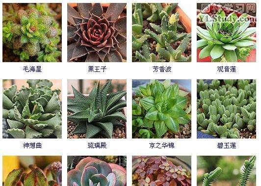 绿钻浇水频率如何随季节变化？春夏秋冬浇水指南是什么？