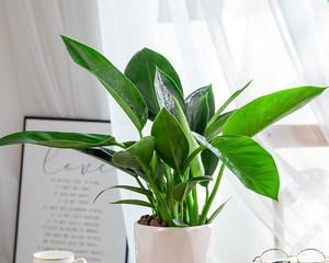 绿钻浇水频率如何随季节变化？春夏秋冬浇水指南是什么？