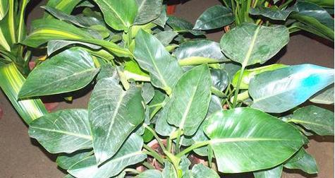 绿钻开花吗？绿钻开花是什么样的？