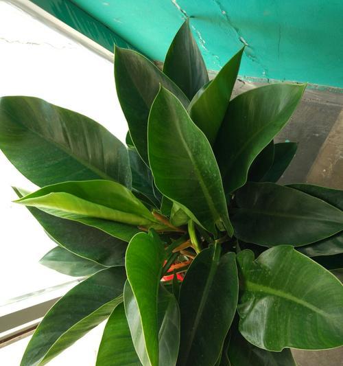 绿钻开花吗？绿钻开花是什么样的？