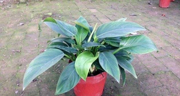 绿钻叶子发黄怎么办？如何快速恢复绿钻植物的健康？