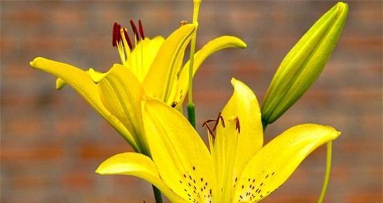 金百合花的花语和寓意是什么？如何正确解读金百合的象征意义？