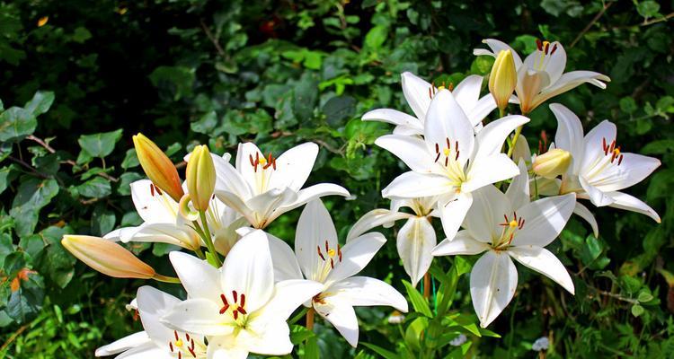 金百合花的花语和寓意是什么？如何正确解读金百合的象征意义？