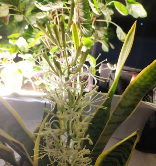 金边虎皮兰开花代表什么？寓意有哪些？
