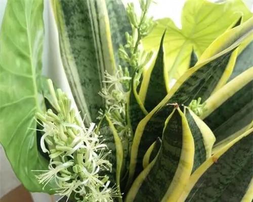 金边虎皮兰开花代表什么？寓意有哪些？