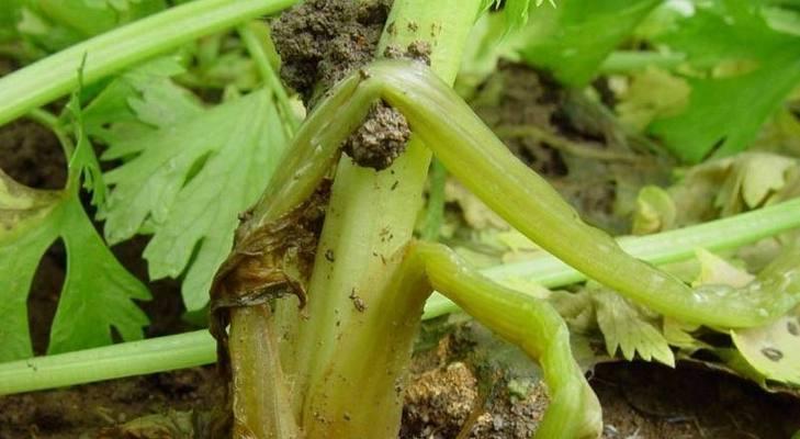 萝卜病虫害防治技术有哪些？防治方法措施如何实施？