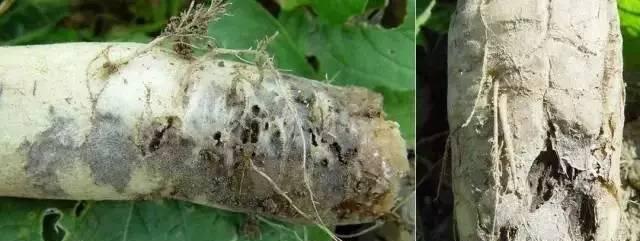 萝卜病虫害防治技术有哪些？防治方法措施如何实施？
