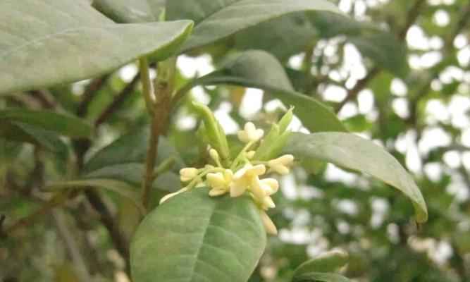 金桂花代表什么意思？金桂花的花语有哪些含义？