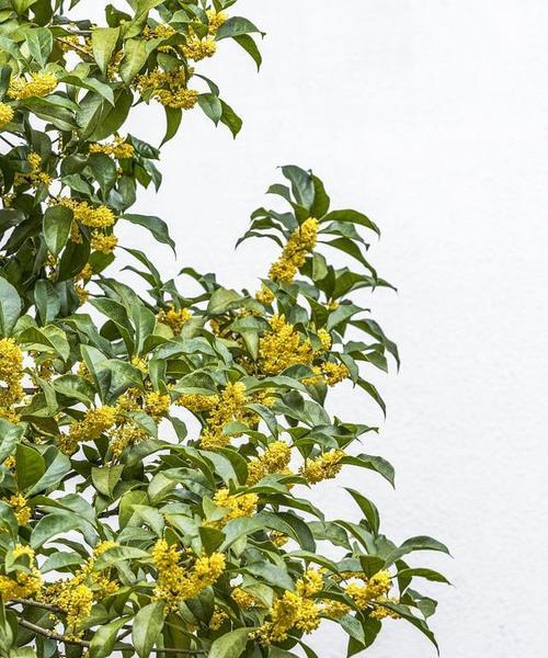 金桂花代表什么意思？金桂花的花语有哪些含义？