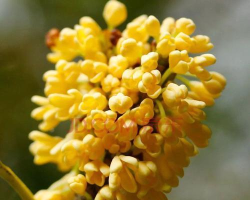 金桂花代表什么意思？金桂花的花语有哪些含义？