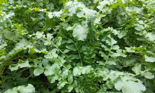 萝卜菜什么时候种植最好？种植方法有哪些常见问题？