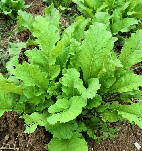 萝卜菜什么时候种植最好？种植方法有哪些常见问题？