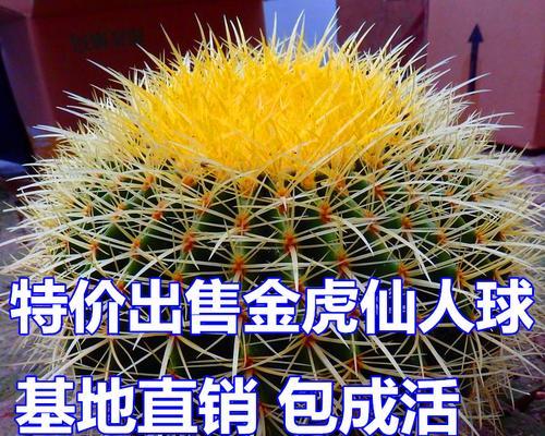 金虎仙人球的寓意是什么？如何养护才能茁壮成长？