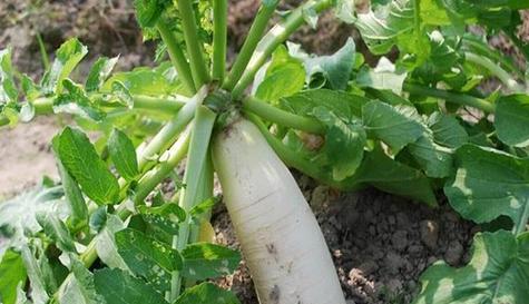 萝卜从播种到成熟需要多少天？种植过程中需要注意什么？