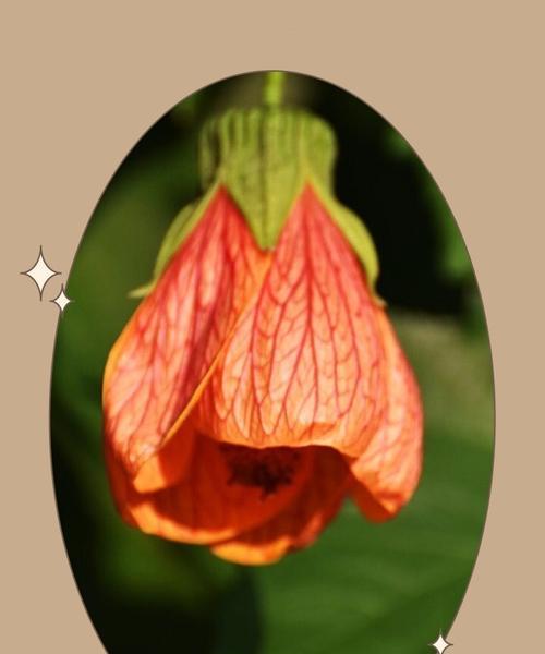 金铃花的花语是什么？了解金铃花的象征意义和用途？