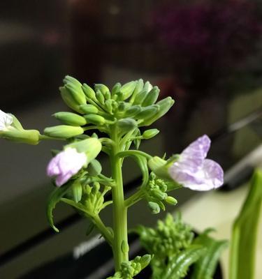 萝卜的花是什么颜色？常见问题解答