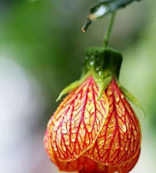 金铃花的花语是什么？了解金铃花的象征意义和用途？