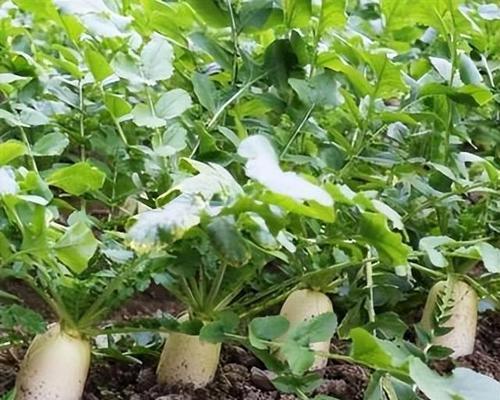 萝卜种植的最佳时间是什么时候？栽培管理有哪些技巧？