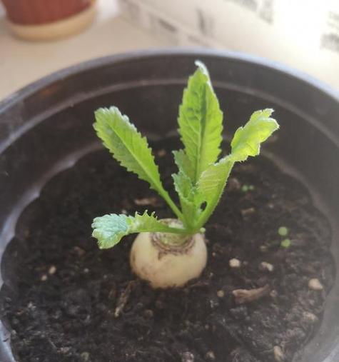 萝卜种植需要哪些条件？生长环境对萝卜有何影响？