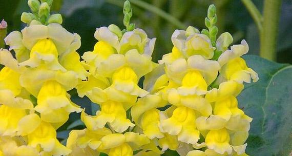 金鱼草花语是什么？了解金鱼草的象征意义和花语含义？