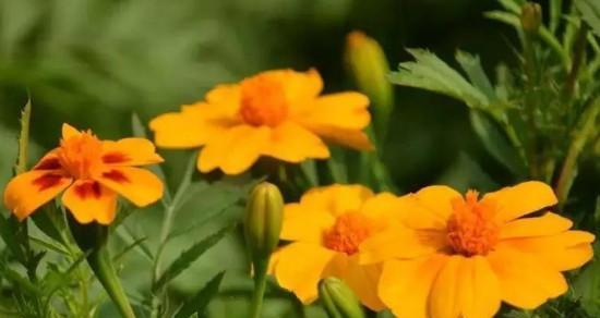 金盏花的花语是什么？了解金盏花的象征意义和用途？