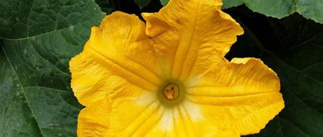 萝卜花是单性花吗？如何区分单性花和两性花？